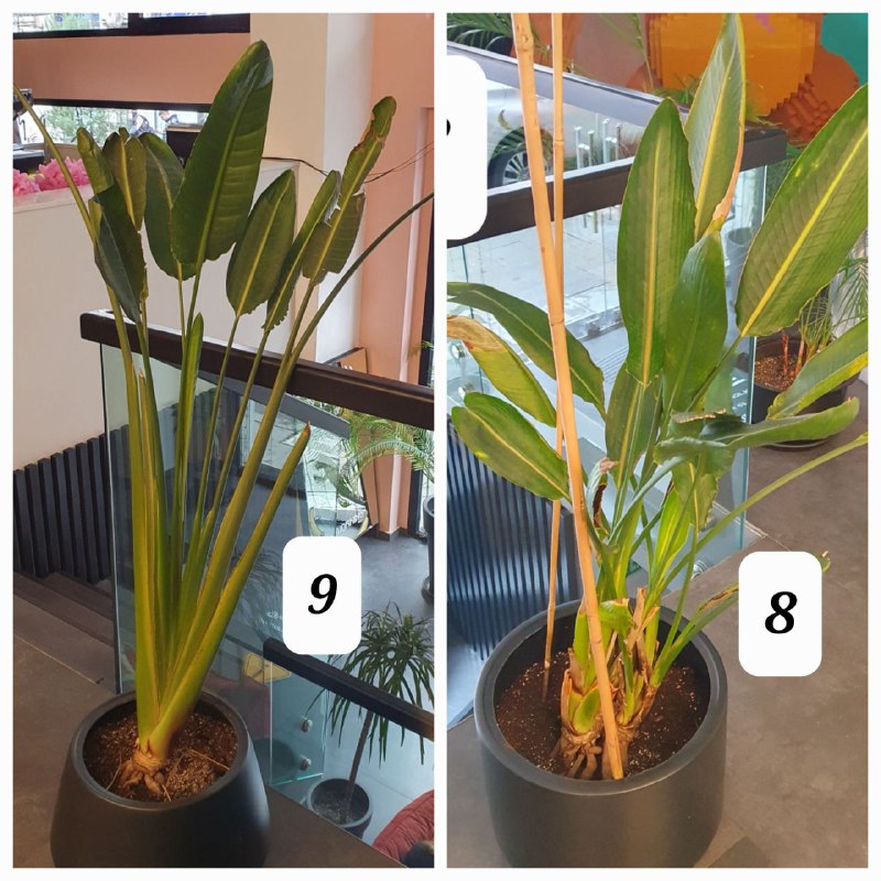 Цветы в горшках, домашние растения, взрослые деревья 7