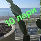 Цветы, герань, розы 6
