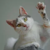 Кошка Принцесса 2