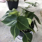Бегония Грифон, Бегония Mazae Nigricans, Филодендрон scandens brasil 3