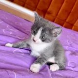 Котята 9