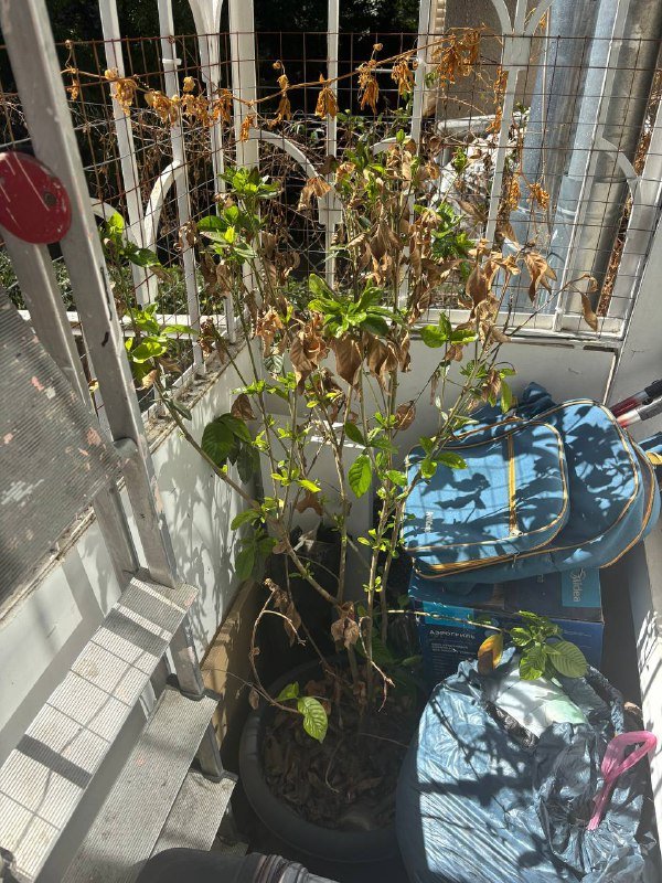 Цветы и горшки 5