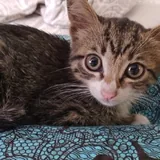 Котенок 2