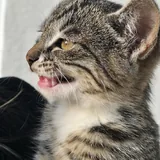 Котёнок Фейзер ищет добрый дом 2