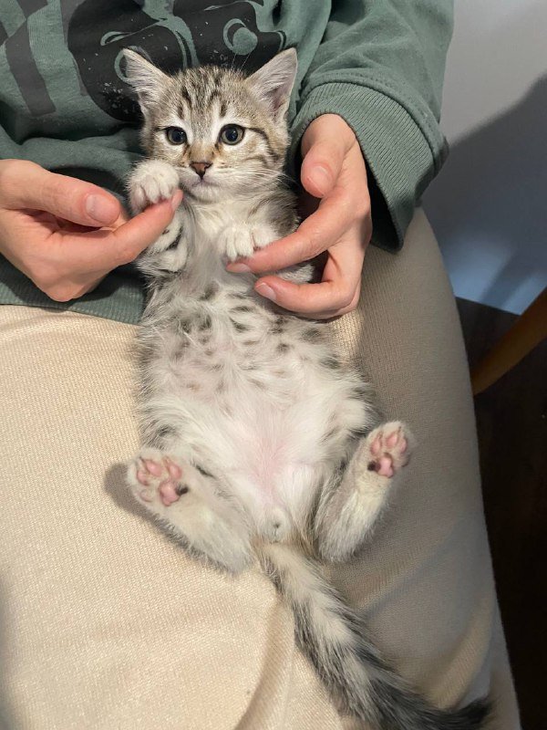 Котята мальчик и девочка 2