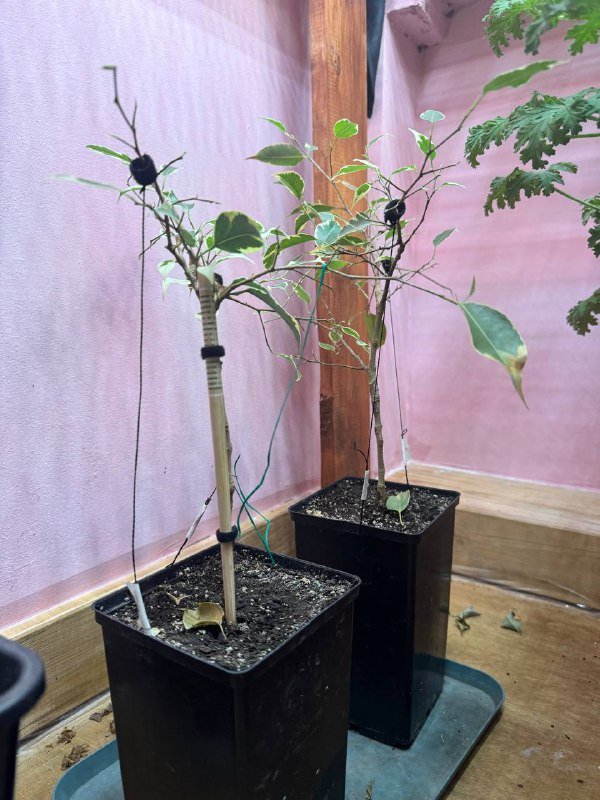 Любой цветок в горшке 5