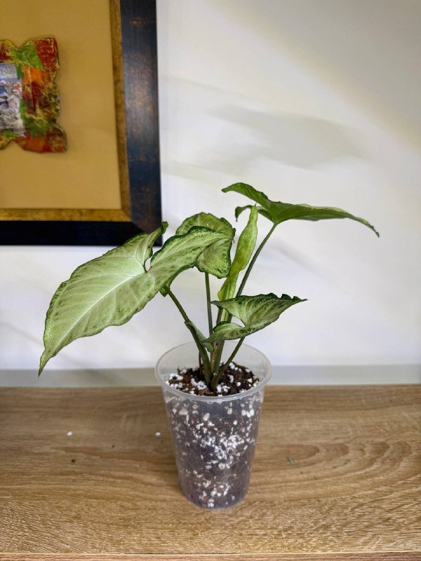 Комнатные растения в горшках разные размеры 3