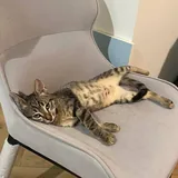Кошечка Ирина ищет дом 4