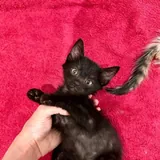 Котёнок Чертилій ищет дом 1