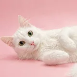 Юна ищет дом 1