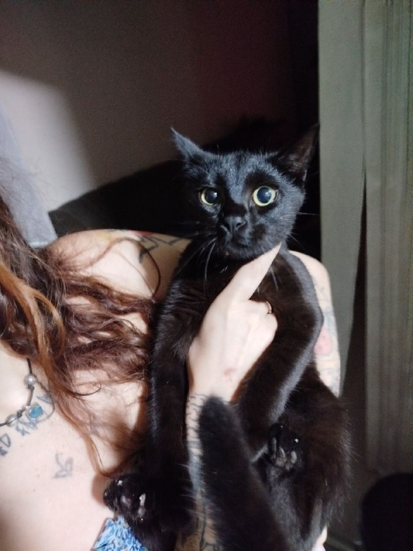 Чёрные котята мальчики и девочка