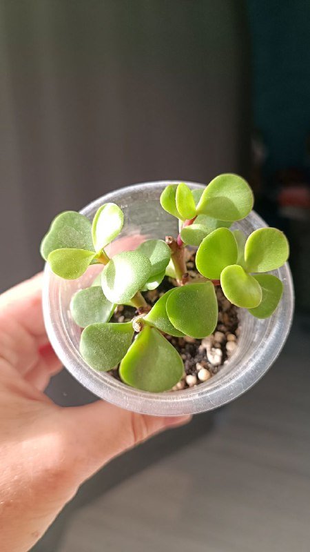 Растения Каланхоэ, Граптоседум, Крассула 9