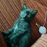 Котенок 4