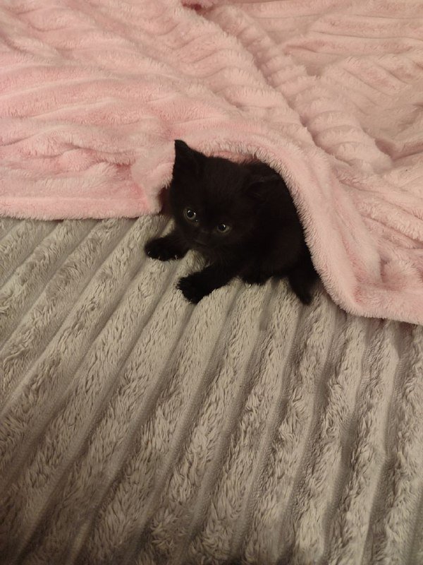 Котёнок ищет дом 3