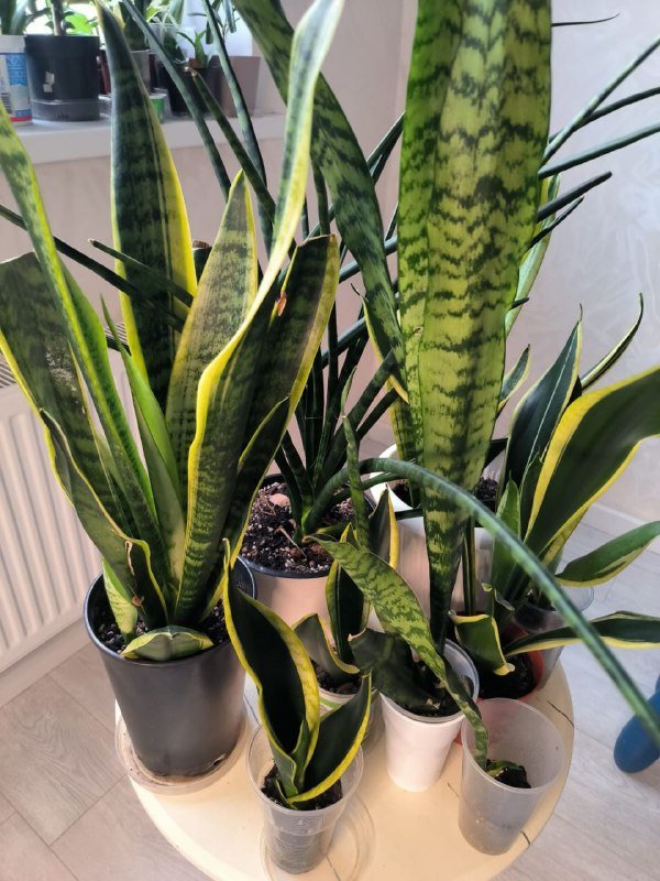 Фикус, тещин язык 2