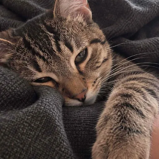 Котёнок Ричи ищет любящего хозяина