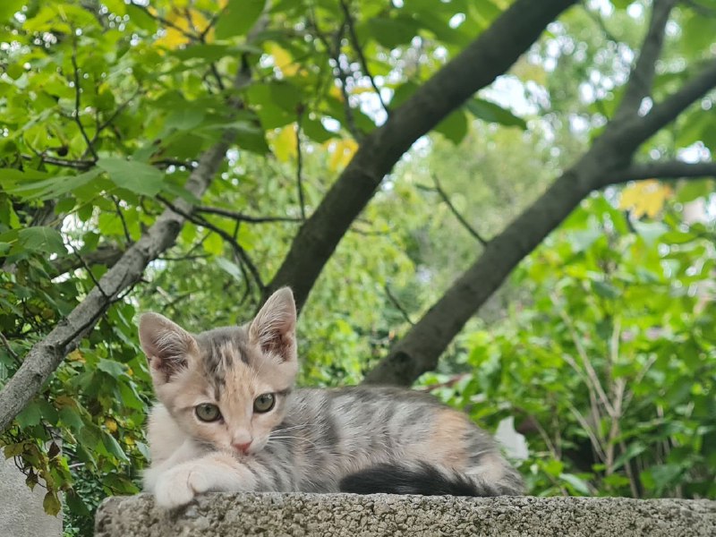 Котята ищут любящую семью 4