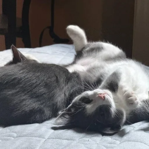 Кошка Вишня