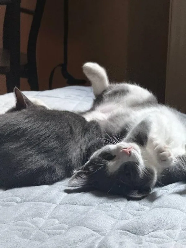 Кошка Вишня 1
