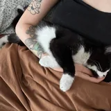 Джаспер, котёнок ищет дом 4