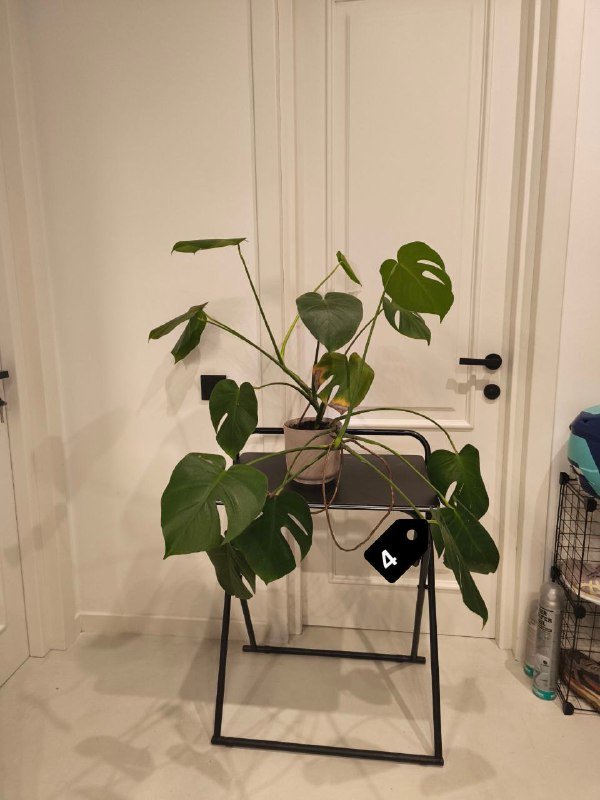 Стрелиция Николая, Замиокулькас, Монстера, Филодендроны и др. 4