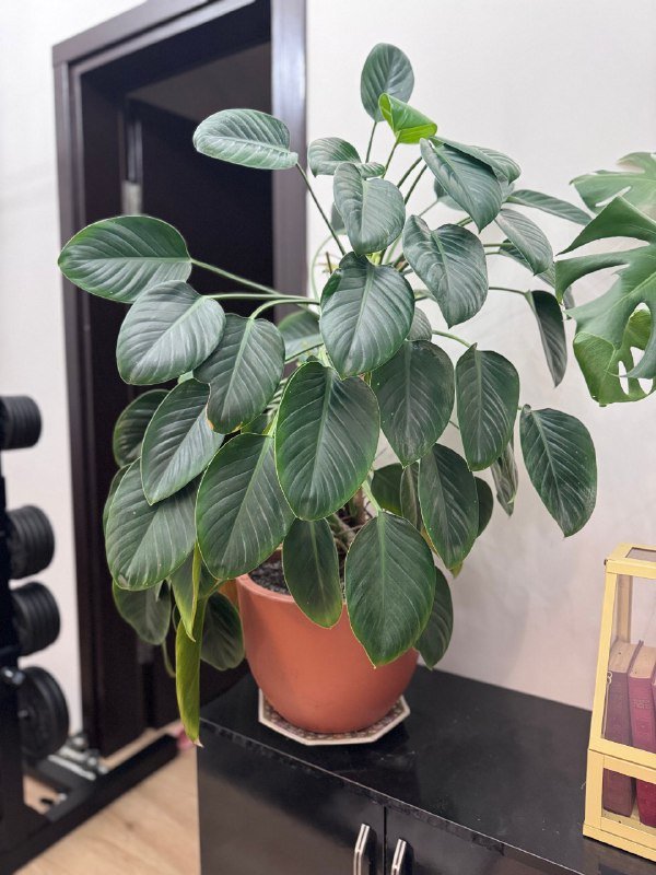 растения в горшках