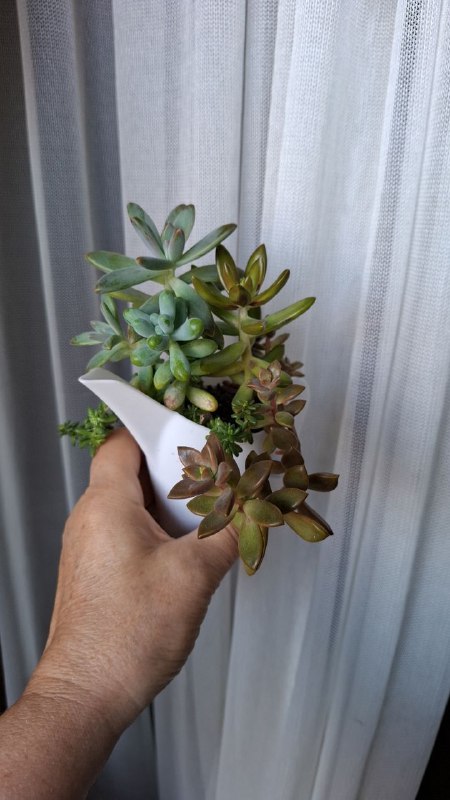 Фикус крупнолистный, переромия, оттона, шеффлера, традесканция, сингониумы 4