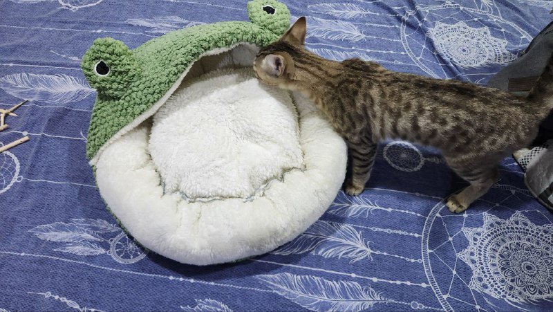 Ночник, настольная игра, пряжа, болеро-перчатки, лаки для ногтей, занавеска, укулеле, пылесос 3