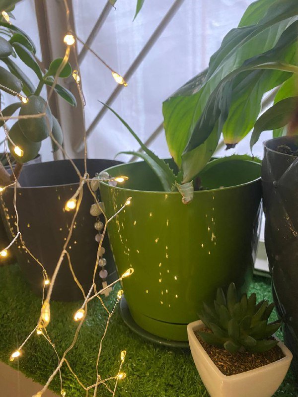 Комнатные растения 5