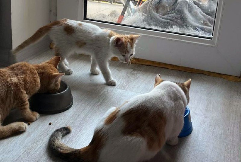 Котята белый с цветными пятнышками 4