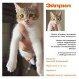 Котята 2