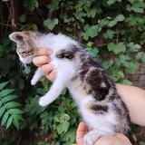Котёнок Космо 2