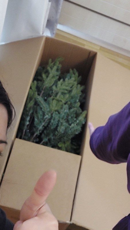 Искусственная ёлка высотой около 2 метров 2