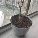 Оливковое дерево 160 см 3