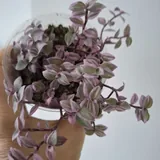 Комнатные растения 4