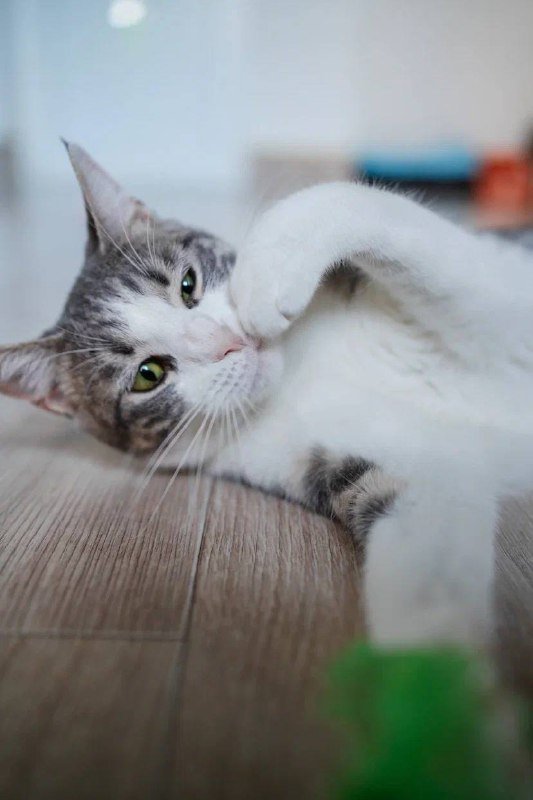 Кошка Гаечка ищет дом 3