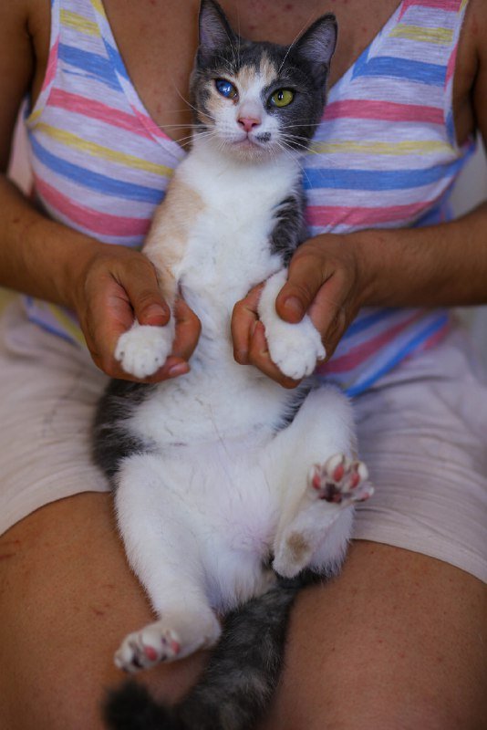 Чупа и Стиви коты ищут дом