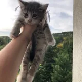 Два котёнка ищут дом 2