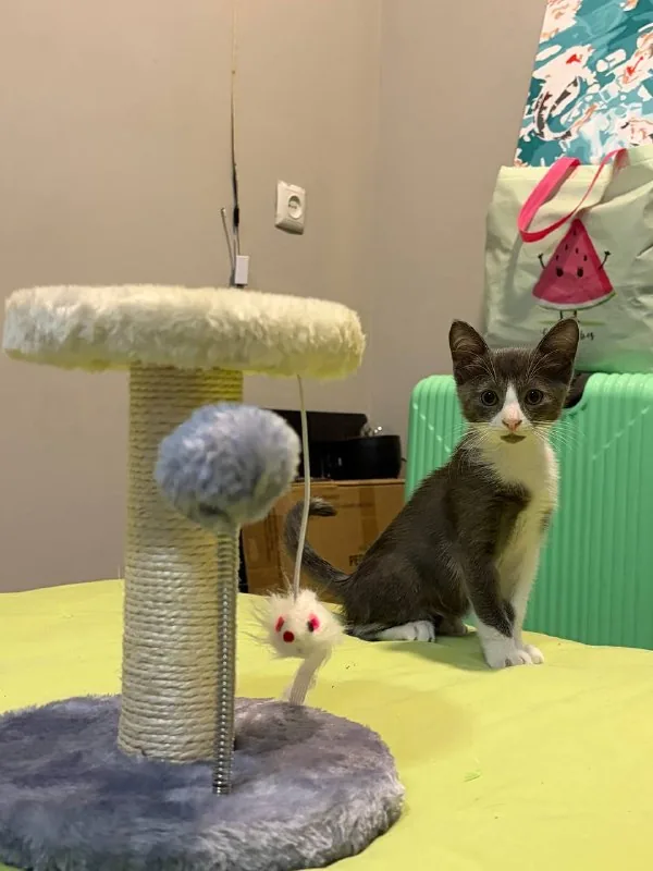 Котенок 1
