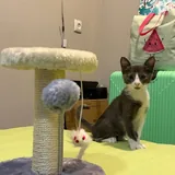 Котенок 1