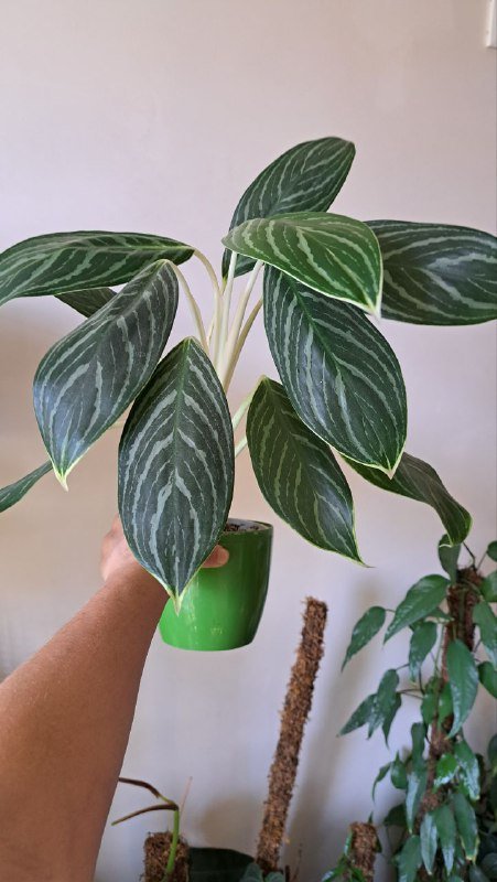 Аглаонема, коладиум, пиннатум марбл, алоказия, платицериум, хойя, монстера