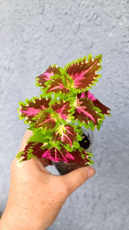 Гипоэстес розовый, Альтернатера, Традесканция Роза Триколор, Колеус Малифесента, Пилея Кадье, Традесканция Нанук, Альтернатера 2 черенка, Монстера Адансона 2 черенка 4