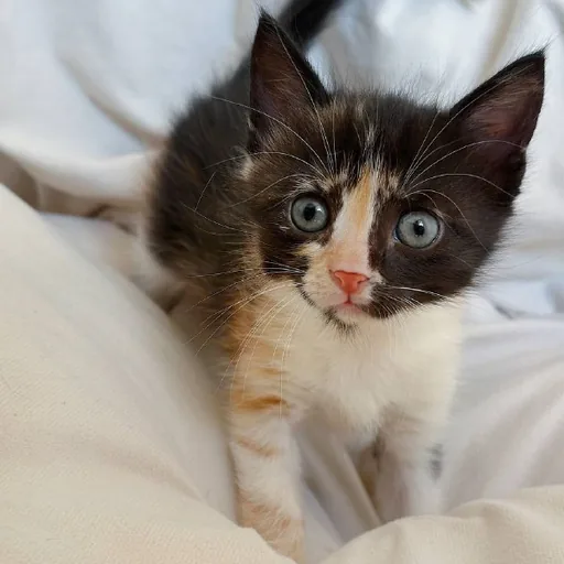 Котята