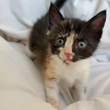 Котята 1