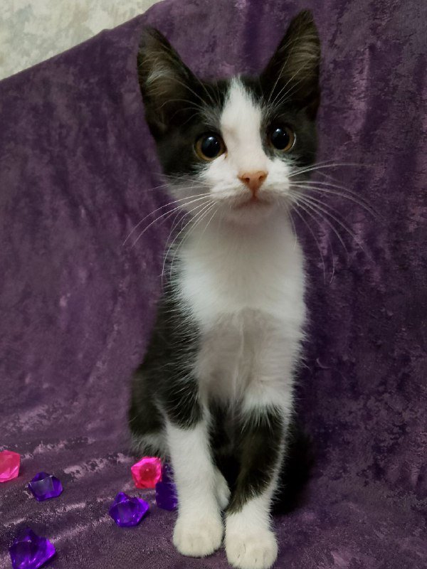 Котенок Леди для дома