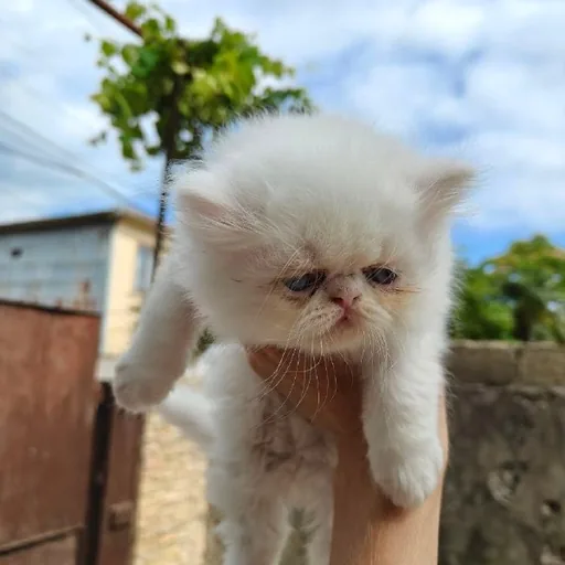 Персидские котята