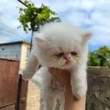 Персидские котята 1