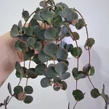 Аспарагусы, хамедорея, крассула, очиток, монстеры, суккуленты 6