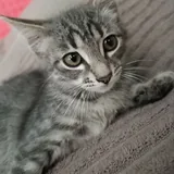Котенок 2