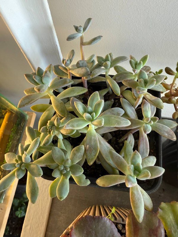 Домашние растения гибазис, традесканция, каллизия, колоказия, суккуленты, кактус, черенки хлорофитум, колеус 5